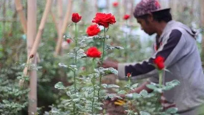 Petani Bunga. (Ayobandung.com/Irfan Al-Faritsi)