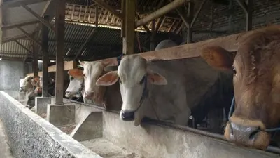 Peternakan sapi (Merdeka.com/Nurul Tirta Sari)
