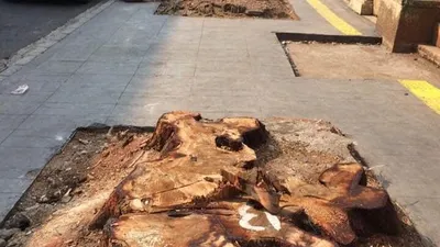 Sisa pohon yang ditebang Pemprov DKI Jakarta di trotoar kawasan Cikini, Jakarta Pusat/Twitter @kemalarsjad