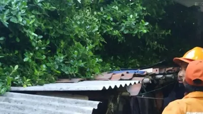 Pohon Tumbang di Cakung Menimpa Rumah Tak Berpenghuni