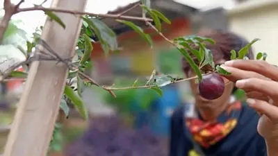 Pohon Delima di RPTRA Rawa Bunga/Antara