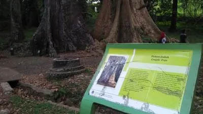 Pohon Jodoh di kebun Raya Bogor (AyoBogor)