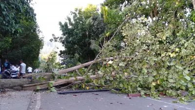 Ilustrasi--Pohon tumbang menutupi jalan pascakerusuhan di Manokwari, Papua Barat, Senin (19/02/2019). Suasana Manokwari mulai kondusif pascaaksi kerusuhan akibat kemarahan atas peristiwa yang dialami mahasiswa asal Papua di Surabaya, Malang dan Semarang. ANTARA FOTO/Tomi/pras.
