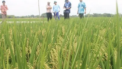Uji coba penanaman padi menggunakan Pupuk Mahkota di Kabupaten Madiun/Wilmar
