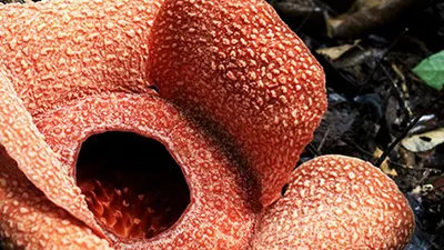 Rafflesia patma/DiasMN/deviantart.com