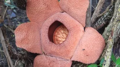 Rafflesia patma/krbogor.lipi.go.id