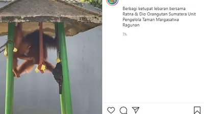 Nino dan Ratna menemani liburan virtual yang ditayangkan dari Kebun Binatang Ragunan Jaksel/ instagram: @ragunanzoo