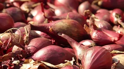 Ilustrasi bawang merah / Pixabay