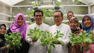 Sayuran pakcoy ditanam pengelola RPTRA Sungai Bambu menggunakan sistem hidroponik. Dari proses pembibitan sampai masa panen, hanya membutuhkan waktu sekitar 1,5 bulan. (Dok. Pemkot Jakut))