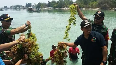 Petani rumput laut di Kepulauan Seribu sedang memetik hasil panen (Humas Pemprov DKI)