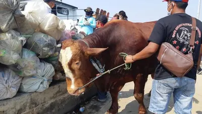 Sapi milik Presiden Jokowi dibawa ke Kepulauan Seribu, Rabu (29/7/2020).  Foto: Muhamad Ubaidillah