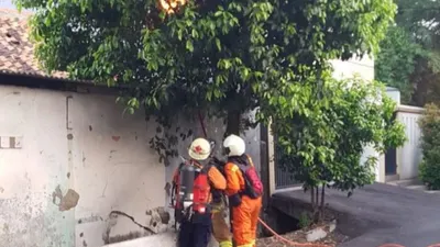 Meresahkan Warga, Petugas Damkar Evakuasi Sarang Tawon