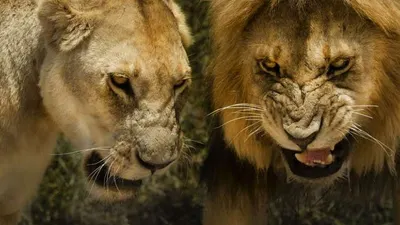 ilustrasi singa/ shutterstock