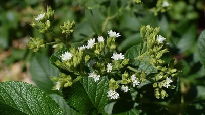 Stevia (pixabay)