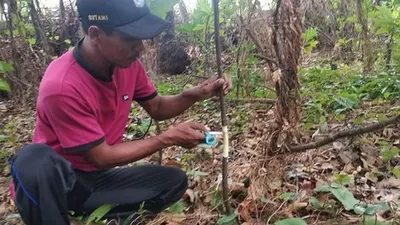 Petugas melakukan pembibitan pohon sukun dengan cara mencangkok (pulauseribu.jakarta.go.id)
