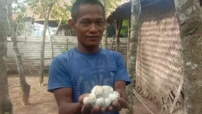 Juki, warga Desa Pondok Kelor, Kabupaten Tangerang, menunjukkan telur ular kobra yang ditemukan di tempat tidurnya, Jumat (23/10/2020). [Foto: BantenNews.co.id]