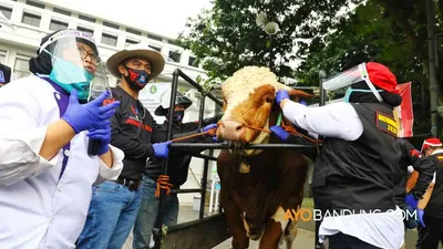 Tim Satgas Pemeriksaan Hewan Kurban memeriksa hewan kurban di Balai Kota Bandung, Jalan Wastukancana, Kota Bandung, Rabu (15/7/2020).(dok Ayobandung)