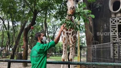 Hisyam (25), Perawat hewan Kebun Binatang Ragunan Jakarta sedang memberikan makan seekor Jerapah, Selasa (5/5/2020). (Suara.com/Bagaskara).