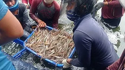 PT SFA yang merupakan pembudidaya binaan sudin KPKP Kepulauan Seribu di Pulau Untung Jawa tengah memanen udang/dok: pulauseribu.jakarta.go.id