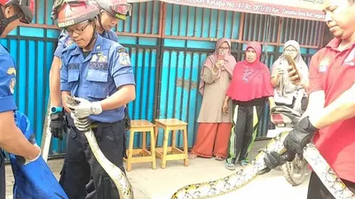 Ilustrasi evakuasi ular di permukiman warga/Antara