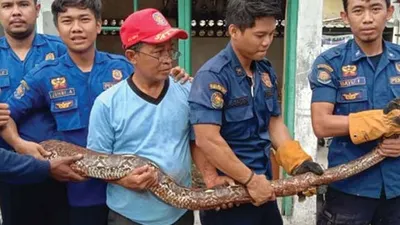 Petugas Damkar Depok mengevakuasi ular jenis sanca yang masuk ke rumah warga (Radar Depok)