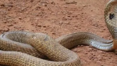 Ini Tips Sederhana Cegah Ular Kobra Masuk Rumah dari Pakar Reptil