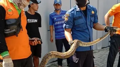 Petugas Sektor 8 Suku Dinas Penanggulangan Kebakaran dan Penyelamatan (Sudin Gulkarmat) Jakarta Utara dan Kepulauan Seribu, berhasil mengevakuasi ular sanca sepanjang empat  meter di Pulau Pari, Kepulauan Seribu Selatan/pulauseribu.jakarta.go.id