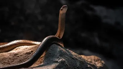 Lagi, Warga Temukan 8 Anak Kobra di Jakbar