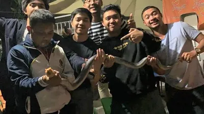 Ular kobra jawa yang berhasil ditangkap warga (istimewa)