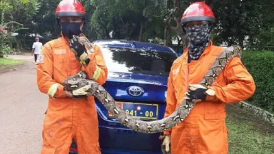 ular sanca (dok Damkar Jaktim)
