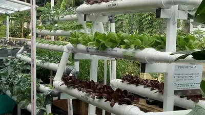 Kembangkan Urban Farming, 50 Rak Hidroponik Akan Didistribusikan di Jakpus
