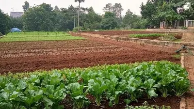 Ilustrasi urbang farming (Warta Kota/Feryanto Hadi)