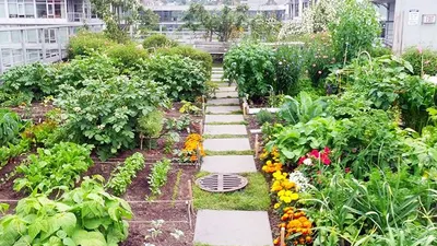 Ilustrasi urban farming/sydney.edu.au