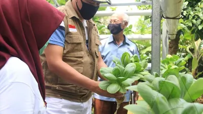 Wakil Wali Kota Bekasi Tri Adhianto Tjahyono memanen sayuran pokcoy dan kangkung hidroponik di Forest House Bola Bal Indonesia, Jati Asih, Kamis (16/4/2020). (Ayobekasi.net/Firda Puri Agustine)