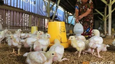 Ilustrasi/ Ayam hidup (AyoBandung)