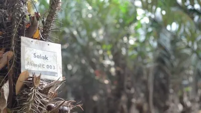 Pohon Salak Condet. (Hendy Dinata/ayojakarta.com)