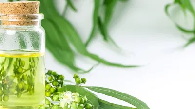 Minyak esensial Eucalyptus, Eucalyptol (1.8 Cineol) pada konsentrasi tertentu dapat menghambat 80 – 100% pertumbuhan gama virus corona.