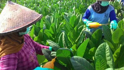 Petani Tembakau Ikut Terkena Imbas Covid 19/istimewa