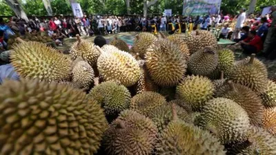 Tumpukan buah durian dikelilingi pengunjung pada festival durian tanah gayo di Desa Reje Ilang, Bener Meriah, Aceh, Sabtu (2/3/2019). Festival durian diselenggarakan untuk mempromosikan Kabupaten Bener Meriah sebagai salah satu daerah penghasil durian didataran tinggi gayo. ANTARA FOTO/Irwansyah Putra/pd.