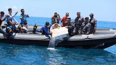 Tim Fleet One Quick Response (F1QR) Satuan Tugas Gabungan Komando Armada I menggagalkan upaya penyelundupan 304.354 benih lobster di perairan Pasir Toga, Batam, Kepulauan Riau (Kepri). (Antara)