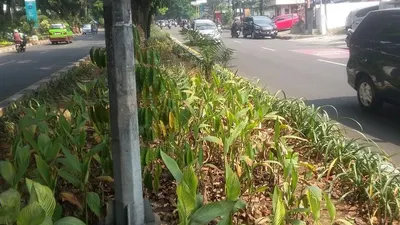 Terdampak Kemarau, Tanaman di Jalur Hijau Kota Bogor Berguguran. (ayobogor.com/Husnul)