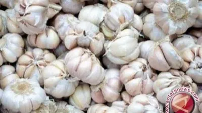 Bawang Putih (Antara)