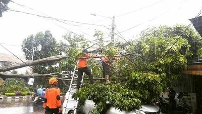 pohon tumbang timpa mobil di Jalan Dadali (Dok. istimewa)