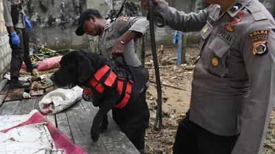 Anjing Pelacak (Antara)