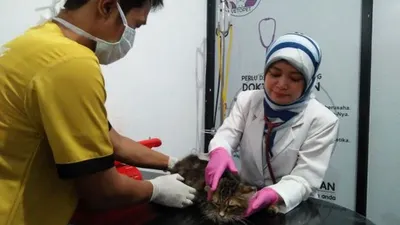 Mengintip Klinik Kesehatan Hewan Vetopet Animal Clinic. (ayobogor.com)