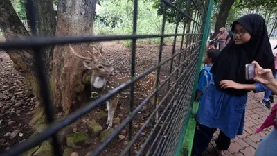 Warga melihat Rusa Totol saat berkunjung ke Kebun Binatang Ragunan di Jakarta, Jum'at (19/4/2019). Kunjungan wisatawan ke Kebun Binatang Ragunan meningkat hingga 20.285 pengunjung saat hari libur memperingati Wafatnya Isa Almasih. ANTARA FOTO/Indrianto Eko Suwarso/hp.