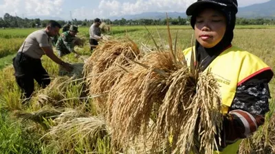 Penyuluh pertanian memperlihatkan padi unggulan hasil panen dari bibit inpari 30 di sawah Indrapuri, Aceh Besar, Aceh, Sabtu (30/3/2019). Badan Penelitian dan Pengembangan Pertanian Kementerian Pertanian menyebutkan bibit padi varietas inpari 30 tahan terhadap genangan atau kekurangan air dan unggul dalam hal produktivitas yang dirata-rata 10 ton gabah per hektare. ANTARA FOTO/Irwansyah Putra/wsj.