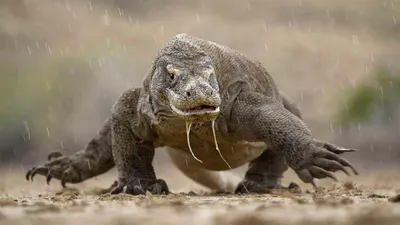 Komodo