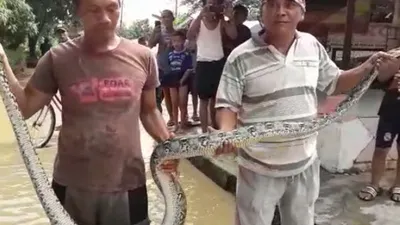 Warga menangkap ular sanca yang terbawa luapan sungai Cikeas (Dok. Istimewa)