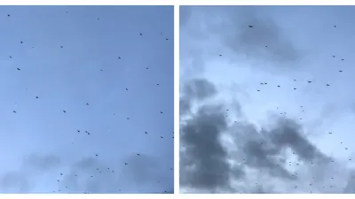 Kawanan Burung Terbang Kelilingi Wilayah Aceh Selatan (Sumber: TikTok @bang_zem93)